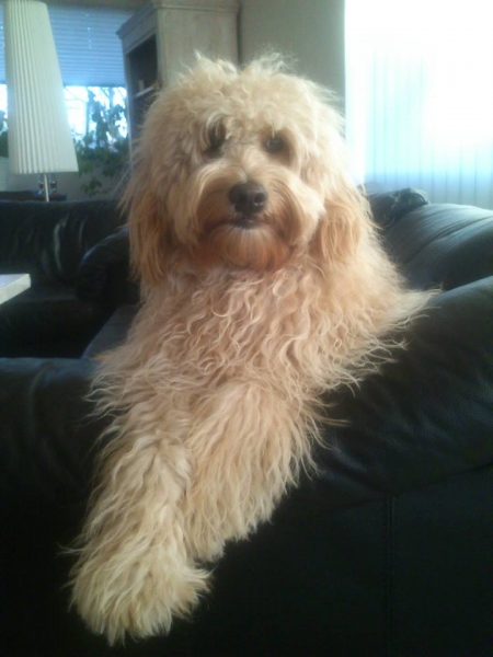 goldendoodle til salg goldendoodle til salg
