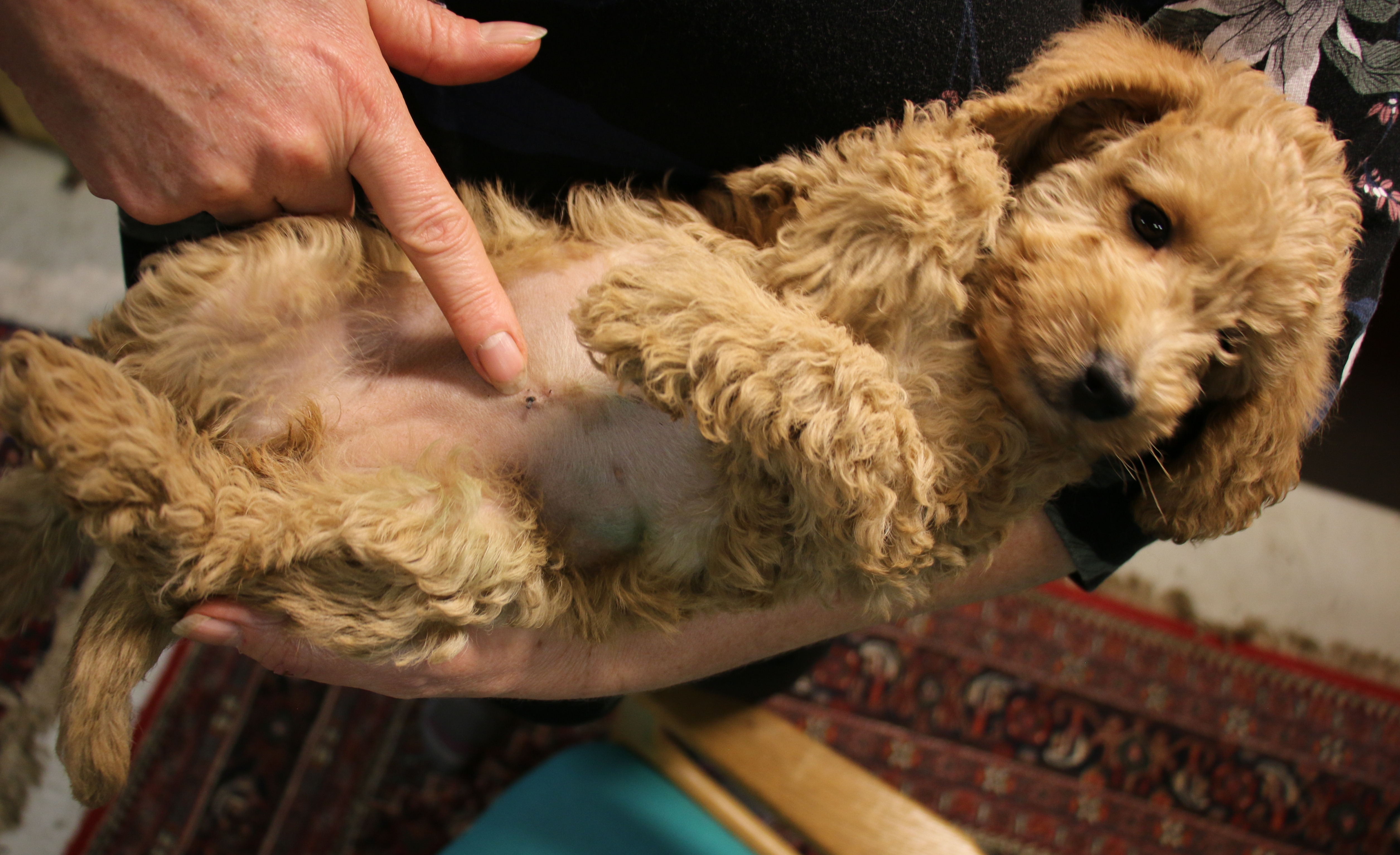 Neutralisering af hvalpe. – Specialdogs 7 årsager til hunde bliver kastreret