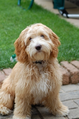 hunde hunde