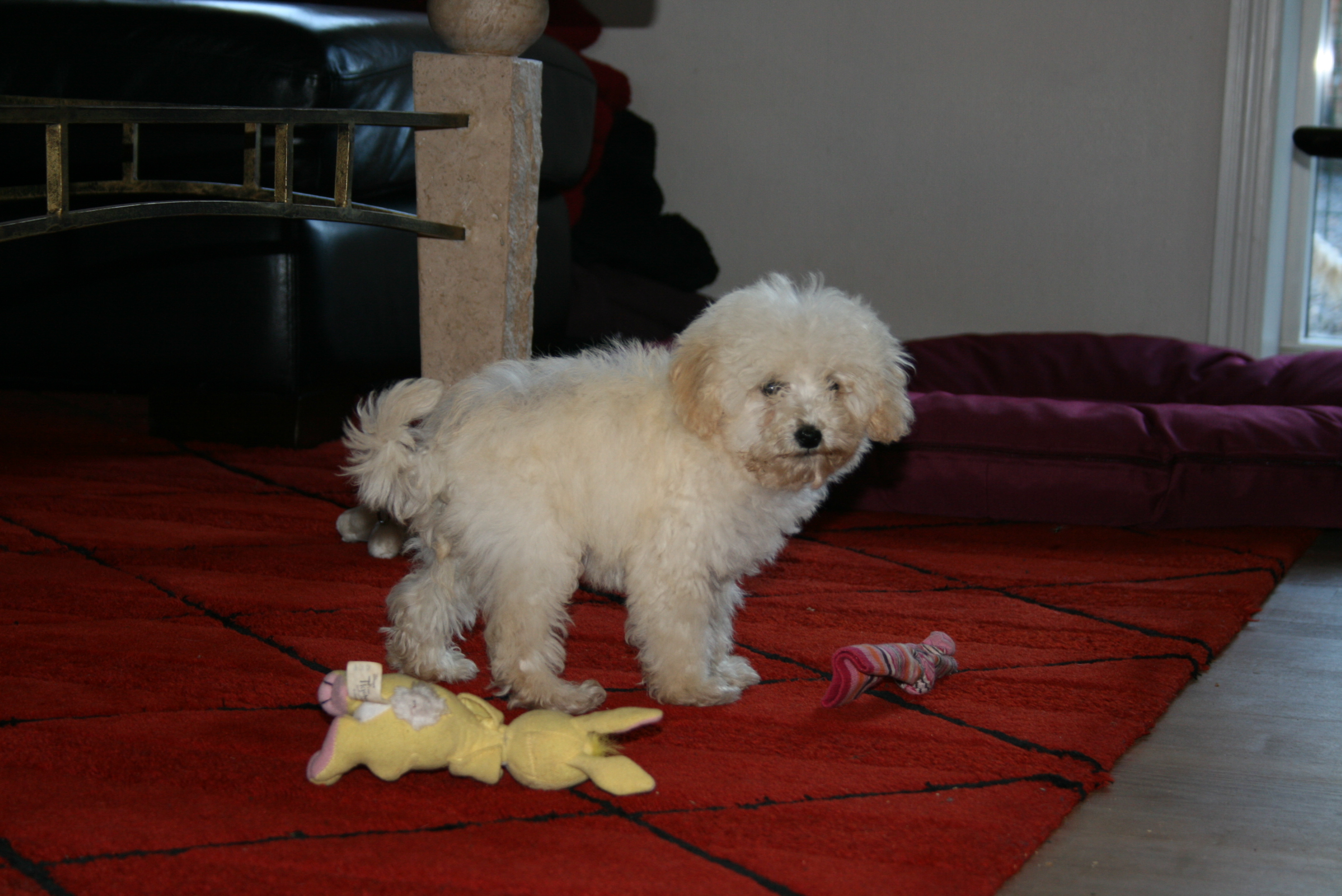 Toy Puddel hvalpe Specialdogs