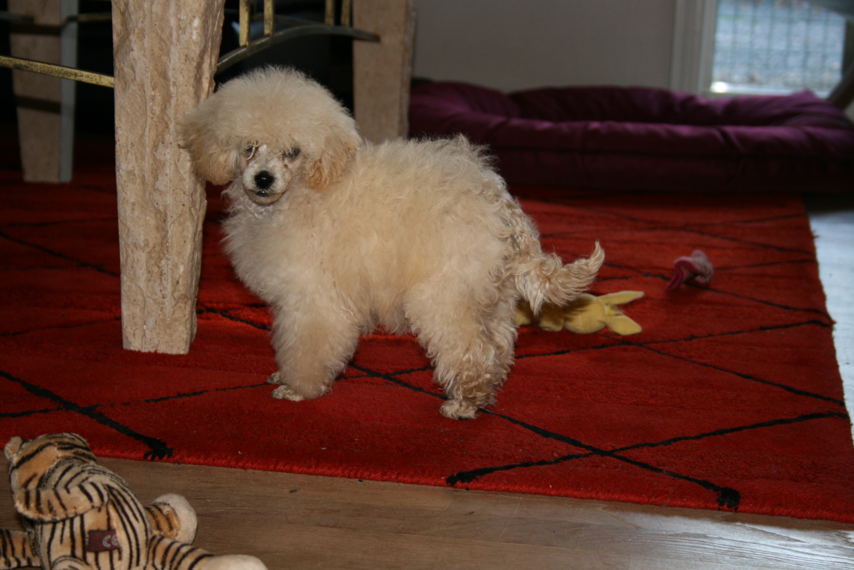 Toy Puddel hvalpe Specialdogs