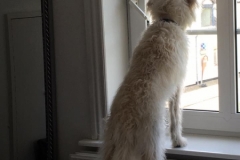 20840749_10209915128455848_4909337321369983864_n