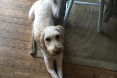 Alba fra Bellis og curtis