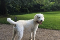 Monti fra Bellis og Curtis