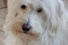 selma fra Bellis og Curtis