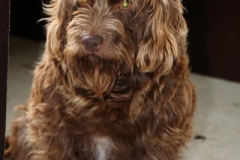 Riga Labradoodle F1