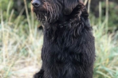 Sofus Labradoodle F1 Honda og Gismo 2016