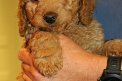 IMG_3Grå dreng 1016