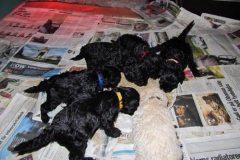3747-59-1_16022013200021