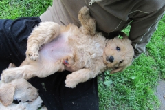 1678-34-1_27072011164854