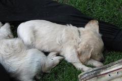 1681-34-1_27072011164859