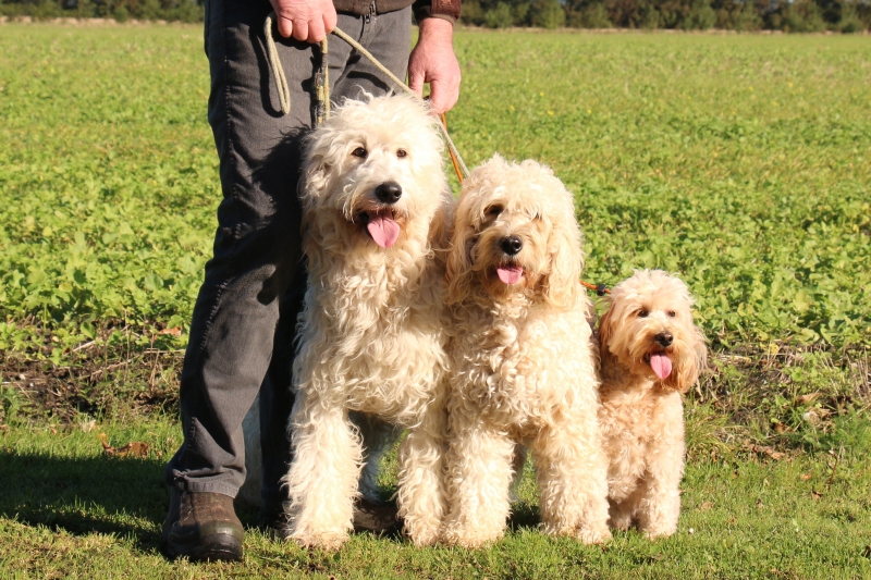 Doodler typer, og størrelser – Specialdogs