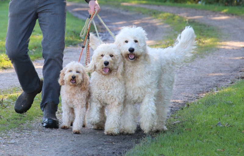 ned behandle skyskraber Doodler typer, farver og størrelser – Specialdogs