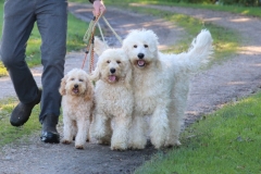Doodle størrelser 7