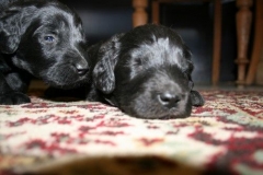 3939-64-1_20042013103140