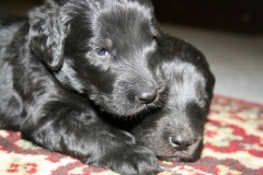 3942-64-1_20042013103141