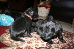 3944-64-1_20042013103141