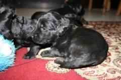 3945-64-1_20042013103141