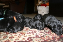 3947-64-1_20042013103141