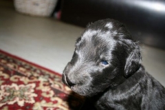 3949-64-1_20042013103141