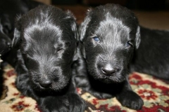 3950-64-1_20042013103141