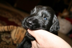 3951-64-1_20042013103141