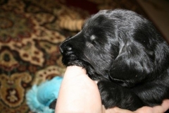 3952-64-1_20042013103141