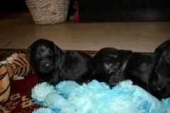 3955-64-1_20042013103141