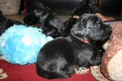 3956-64-1_20042013103141