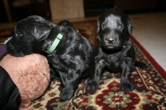 3957-64-1_20042013103142