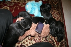 3959-64-1_20042013103142