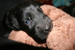 3962-64-1_20042013103142