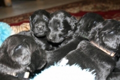 3964-64-1_20042013103142