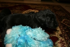 3968-64-1_20042013103142