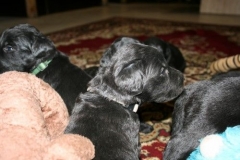 3969-64-1_20042013103142