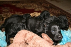 3971-64-1_20042013103142