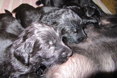 3972-64-1_20042013124242