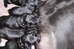 3973-64-1_20042013124242