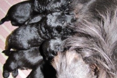 3974-64-1_20042013124242