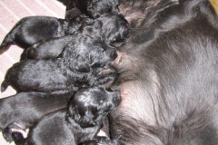 3975-64-1_20042013124242