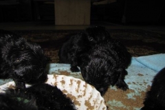 3976-64-1_20042013124242