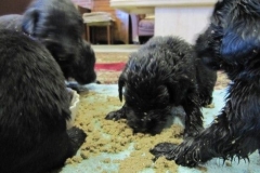 3980-64-1_20042013124243