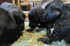 3981-64-1_20042013124243