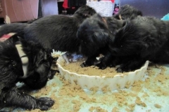 3982-64-1_20042013124243