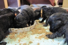 3984-64-1_20042013124243