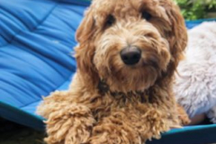 75102027_10157514088857980_2661830849556643840_n