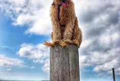 75210350_10214312428345529_907864680880406528_n