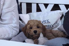 75231736_10157472353318820_6871420358990233600_n