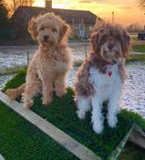 75231814_996682510682663_4978423736710463488_n