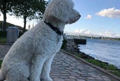 75264849_10218864119647828_3922667522054160384_n